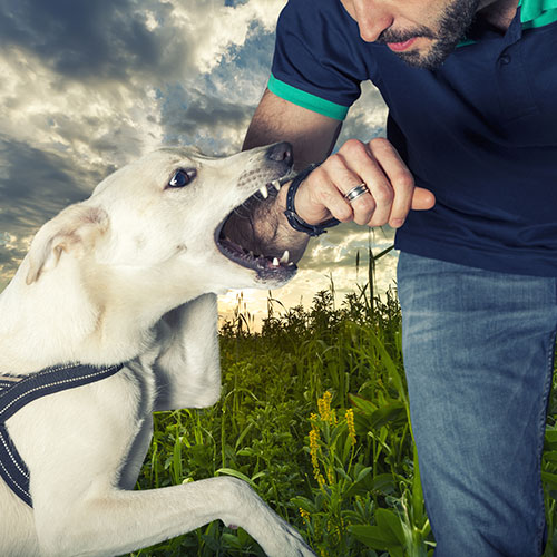 Dog Bite Home Pic